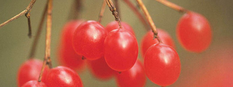 眼瞼のピクピク用クリーム【アイアクト】情報サイト